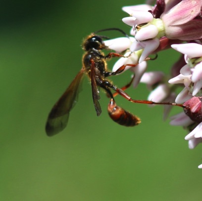 Great Golden Digger Wasp
Sphex ichneumoneus